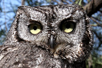 Screech Owl, Arizona