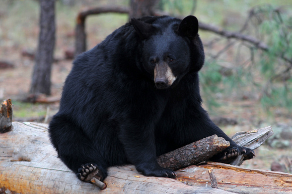 Black Bear - AZ.
