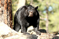 Black Bear - Williams AZ.