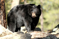 Black Bear - Williams AZ.