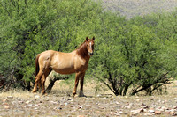 HorsesWild Mustangs, Arizona
