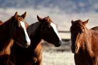 Mustangs, Arizona