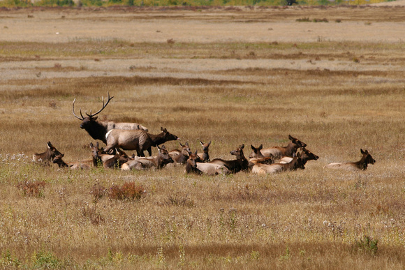 Bull Elk and Harem