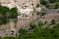 Burro Creek Arizona (burros)