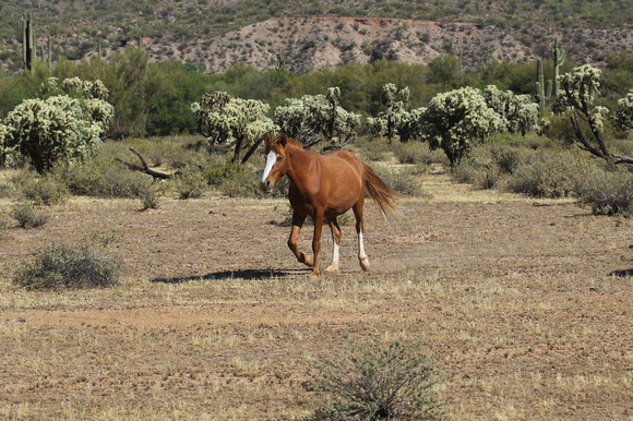 Wild Mustangs, Arizona