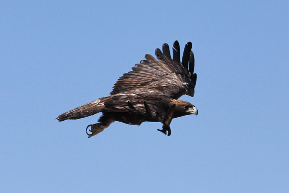 Prairie Falcon, Aubrey Valley, Arizona