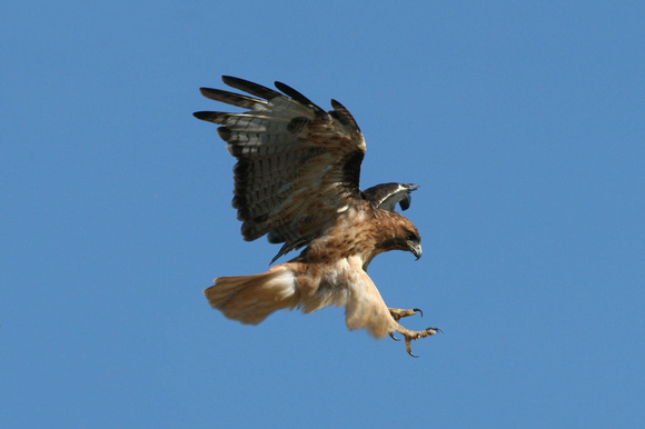 Red Tail Hawk Release Yuma AZ.