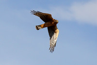 Northern Harrier - Female