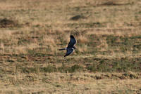 Northern Harrier, Male - Hualapai Valley, Arizona