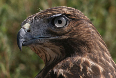 Red Tail Hawk - Juvenile