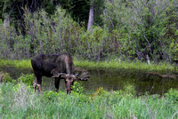 Moose - Teton Valley, Idaho