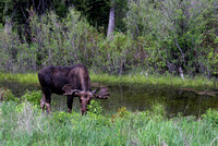 Moose - Jackson Hole, Wyoming