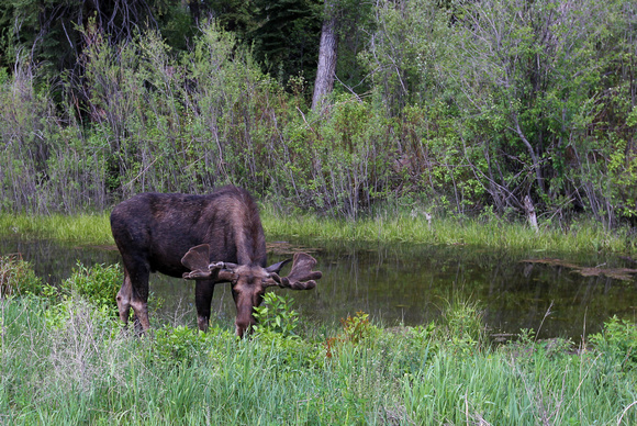 Moose - Jackson Hole, Wyoming