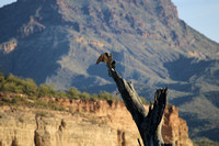 Turkey Vultures AZ.