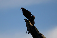 Turkey Vultures - Burrow Creek, Arizona
