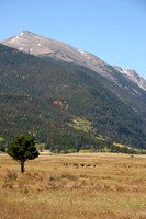 Elk Rocky Mountain Ntl. Park