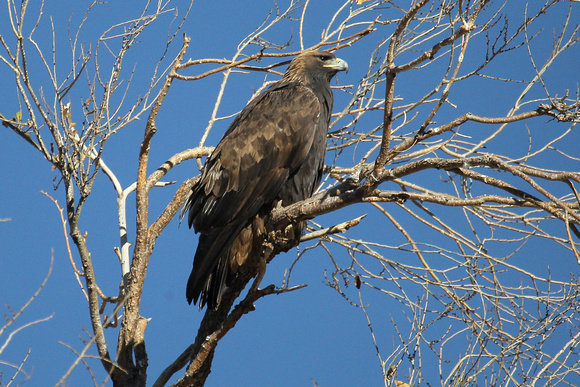 Prairie Falcon, Aubrey Valley, Arizona