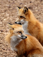 Red Fox - AZ.