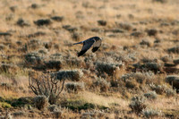 Northern Harrier, Male - Hualapai Valley, Arizona
