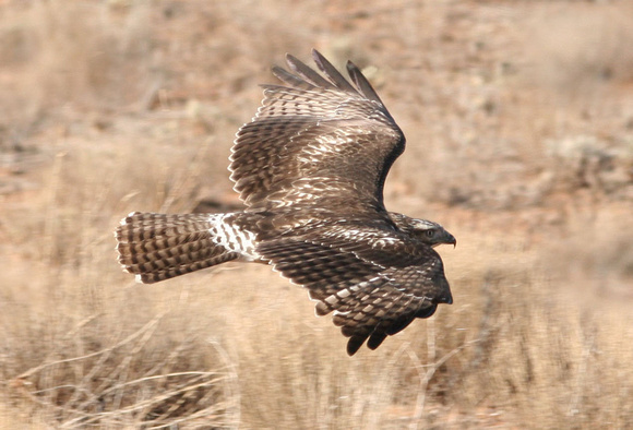 Juvenile Red Tail Hawk