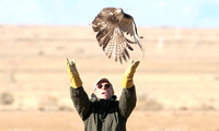 Red Tail Release