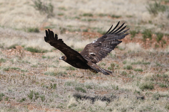 Adult Golden Eagle Release 5-7-12