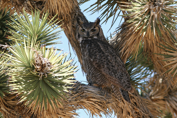 Great Horn Owl, Golden Valley, Arizona