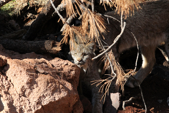 Lynx, Arizona