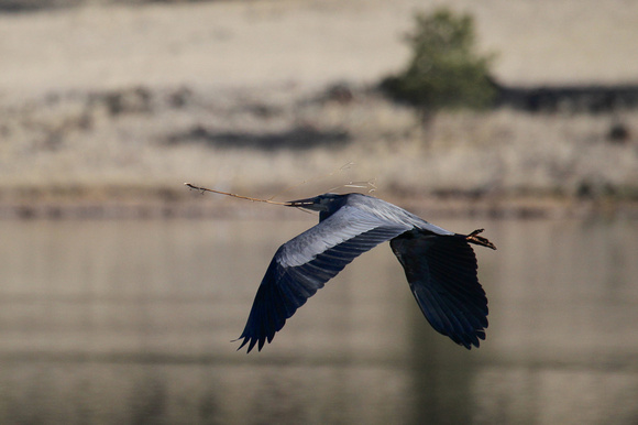 Great Blue Heron - Arizona