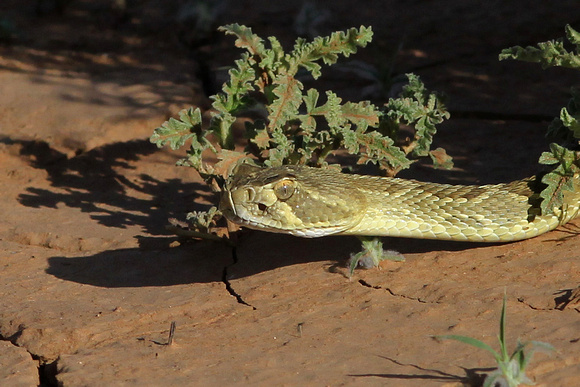 Prairie Rattlesnake - Aubrey Valley, Arizona