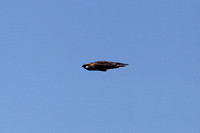 Golden Eagle - Aubrey Cliffs Arizona - 2012 Fall Migration