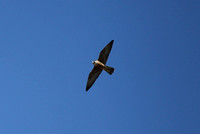 Perigrine Falcon - Aubrey Cliffs, Arizona