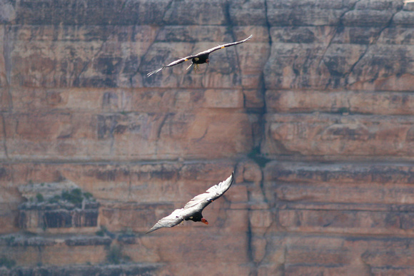 California Condor - Grand Canyon, Arizona