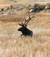 Bull Elk Colorado