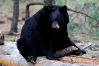 Black Bear - AZ.