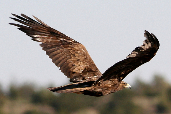 Adult Golden Eagle - Aubrey Valley AZ.