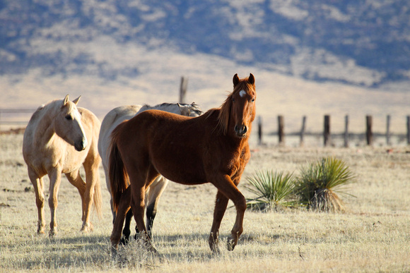 Mustangs, Arizona