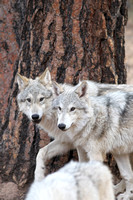 Tmber Wolves/Tundra Wolves