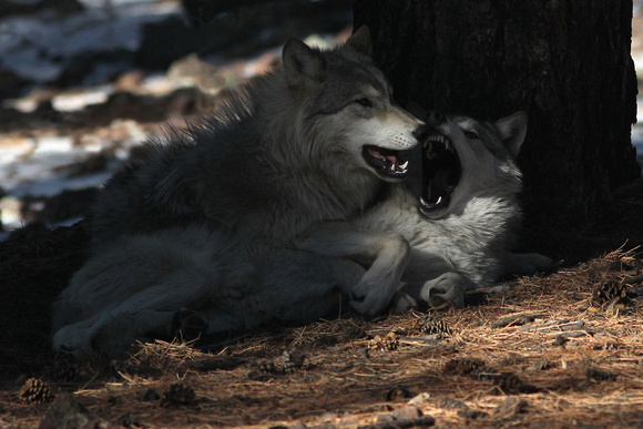 Timber Wolves/Tundra