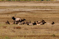 Bull Elk and Harem