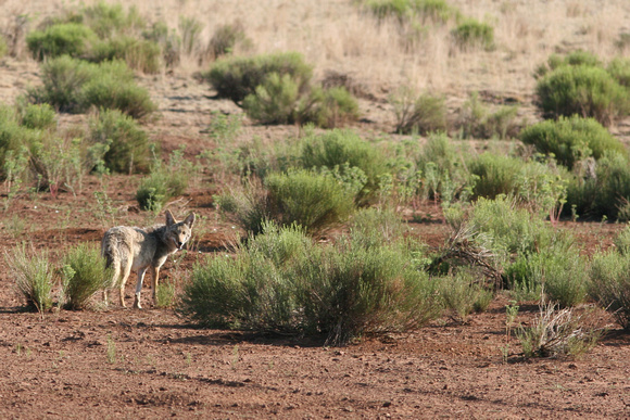 Coyote - Aubrey Valley, Arizona