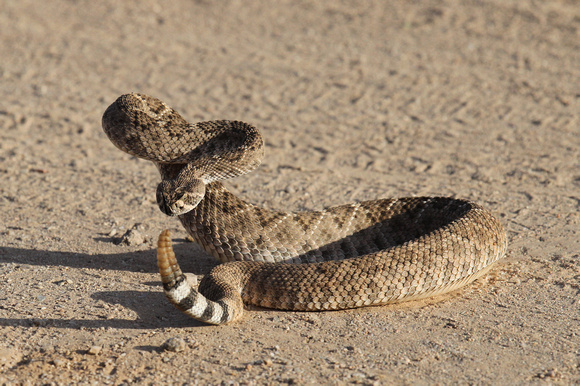 Western Diamondback Rattlesnake- Arizona