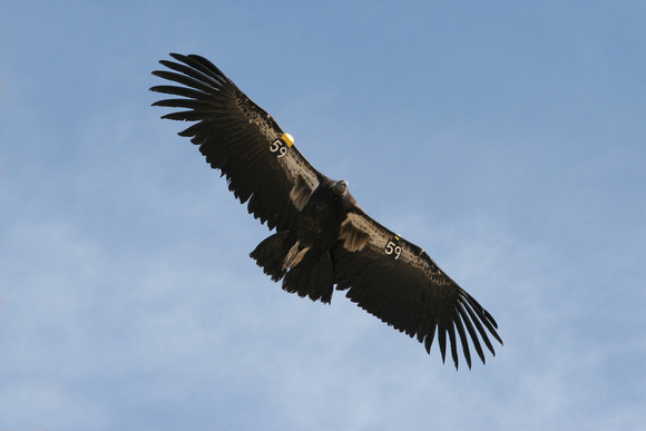 California Condor (Juvenile)