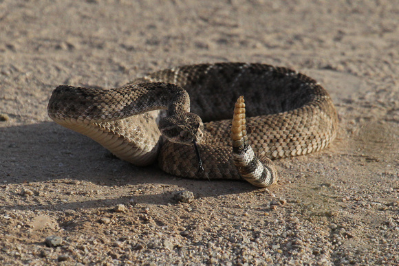 Western Diamondback Rattlesnake- Arizona
