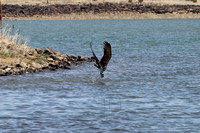 Osprey - Ashurst Lake, Arizona