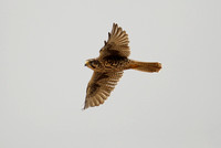 Prairie Falcon, Hualapai Valley, Arizona