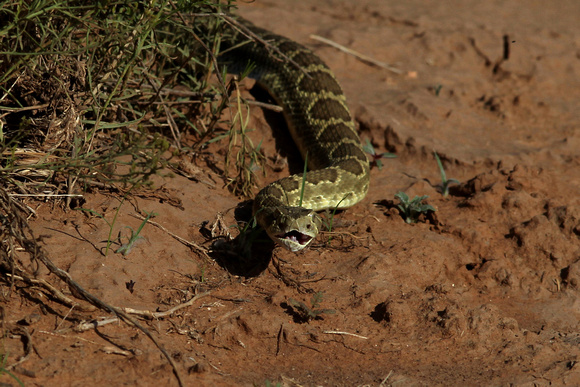 Mohave Green Rattle Snake