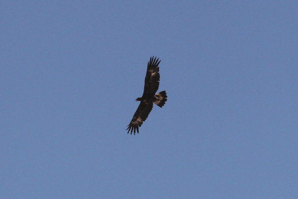 Juvenile Golden Eagle ( June 2012 Fledgling)