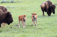 Buffal/ Bison