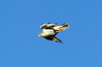 Prairie Falcon, Hualapai Valley, Arizona